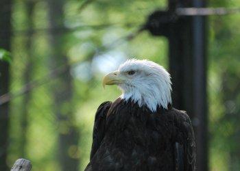 Bald Eagle Side